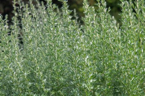 Artemisia: Plant Care & Growing Guide