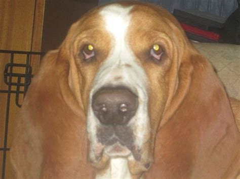 Bear's Hidden Treasure Collection | eBay Stores