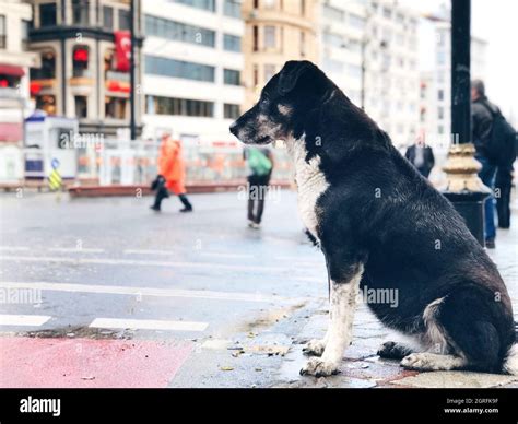 Dog istanbul hi-res stock photography and images - Alamy