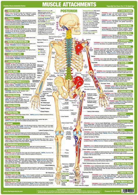 Image result for Back Muscle Chart