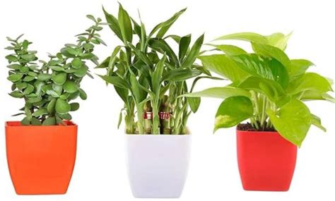 Plants | Buy Indoor Plants, Outdoor Plants at Best Prices Available ...
