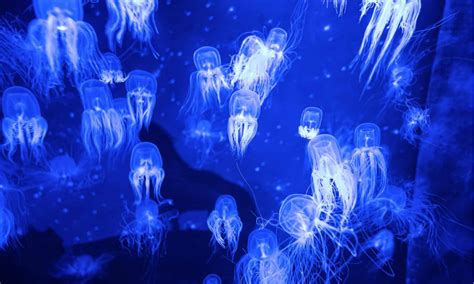 Image result for Jellyfish Tutorial C4d