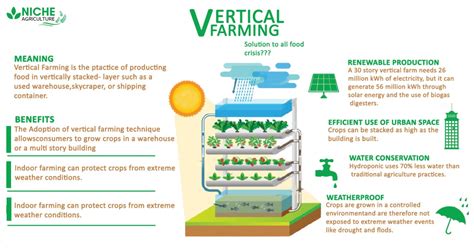 Vertical Farming Process 的图像结果