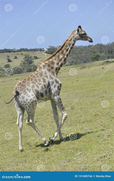 The giraffe stock photo. Image of city, port, back, animal - 131400766