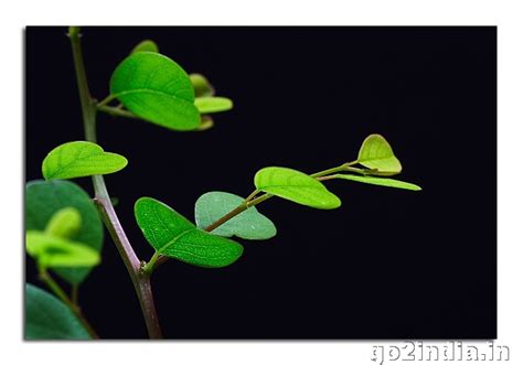go2india.in : LEAF MACRO