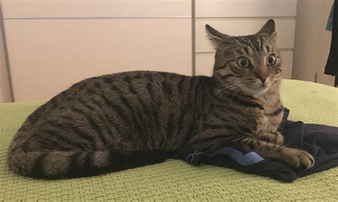 Alarmed airplane ears : r/airplaneears