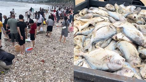 台风 “红霞” 致惠州海滩大量金鲳鱼搁浅，市民捡拾热潮引发食品安全警示
