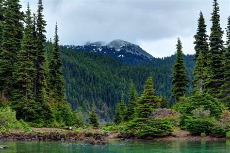 Types of Forests: Definitions, Examples, and Importance