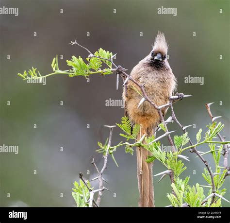 Speckled mousebird (Colius striatus) from Kruger NP, South Africa Stock Photo - Alamy