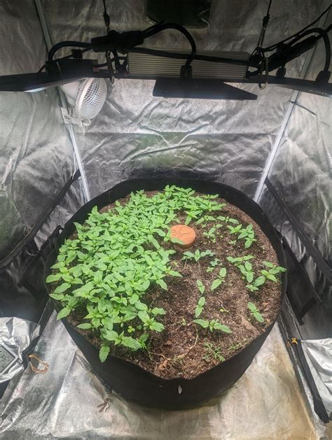 Hope all is well 🏿 Zilla here! Plants are covering the soil nicely and filling in the gaps. I ...