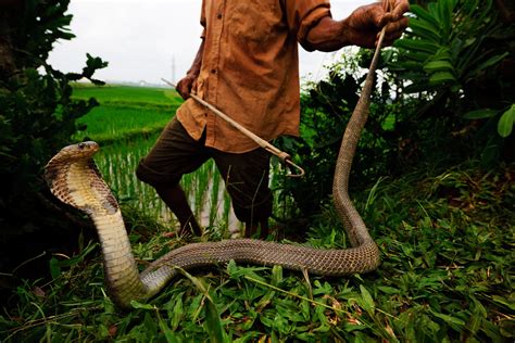 King Cobra Venom Effects
