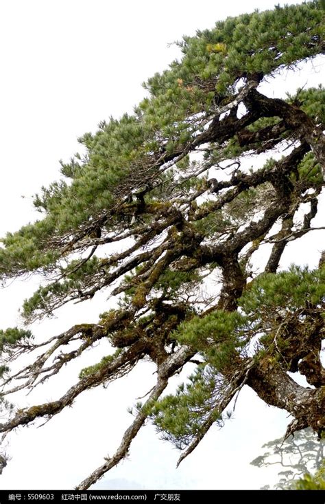 海南五指山山上的松树高清图片下载_红动网
