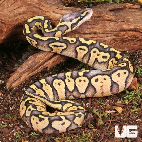 Image result for Female Pastel Ball Python