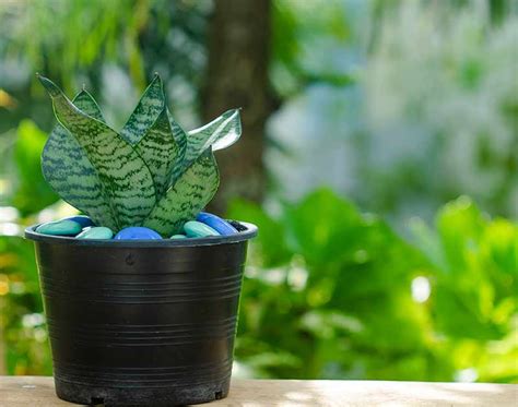 Snake Plant: Benefits, Types, Cautions, And How To Grow, 46% OFF