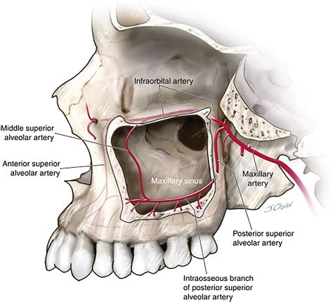 Maxillary Sinus Anatomy and Physiology - Otolaryngologic Clinics of North America