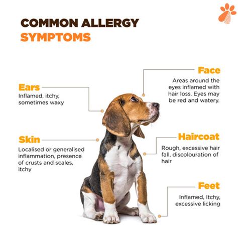 Understanding Allergies in Dogs