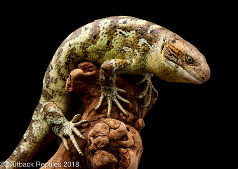 monkey tail skink-3 | Outback Reptiles