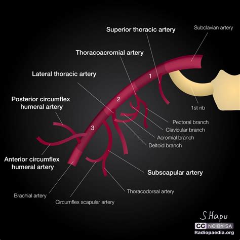 Subclavian Artery Branches Mnemonic