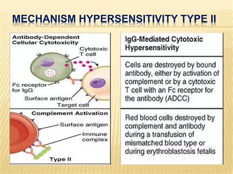 Type II hypersensitivity reaction.pptx