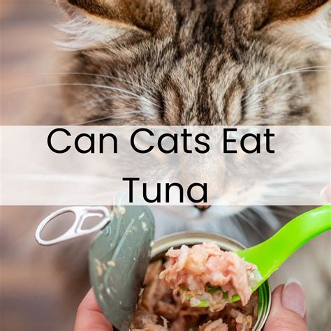 Can Cats Eat Tuna