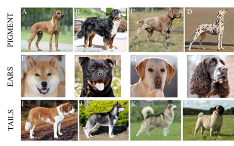Image result for Animal Variation Examples