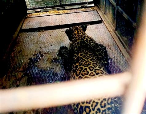 Tamil Nadu: Forest department captures leopard that killed two people ...