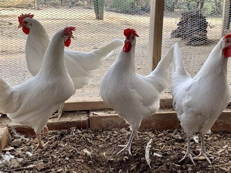 California White Chicken Breed - Best for Backyard Egg Laying