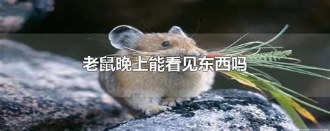 兔子老鼠住进“星级宾馆” 探秘医大动物实验室-搜狐新闻