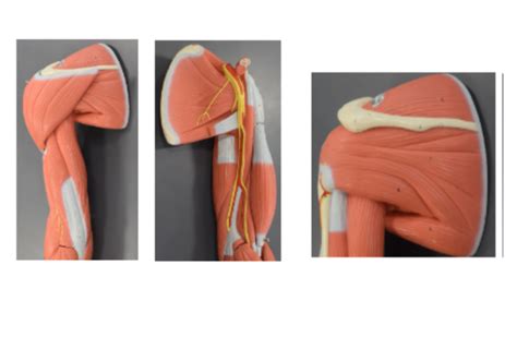 Scapular Muscle 的图像结果