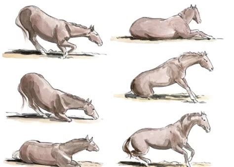 怎么学会描绘一只动态的马 分解马的画画教程ps教你画整体动态马[ 图片/9P ] - 才艺君