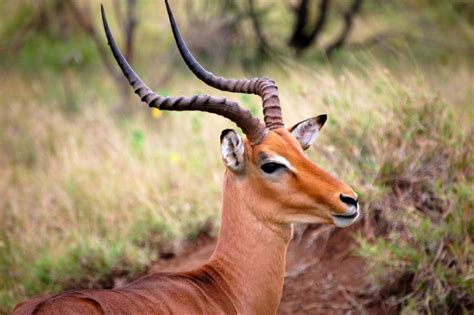 ISIS Is So Desperate For Food, It Has Drugged And Kidnapped 7,000 ...