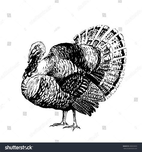 Black And White Turkey