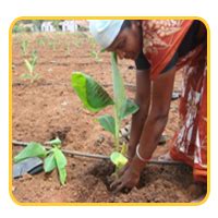 Banana Expert System