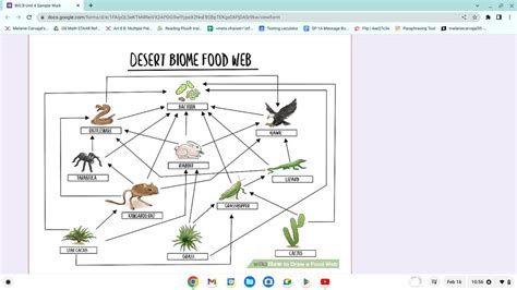 Desert Biome Food Web