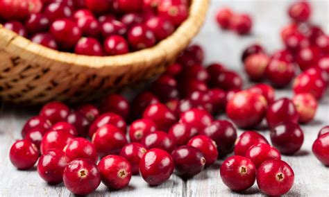 Fruits Powders & Extracts Manufacturer & Producer in India