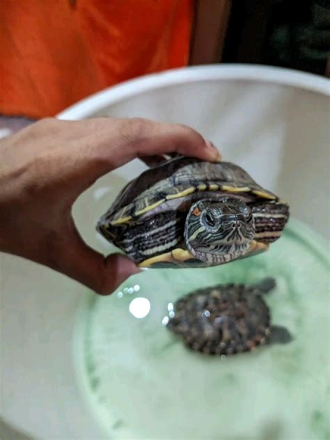 Do turtles eat fish a comprehensive diet guide – Artofit