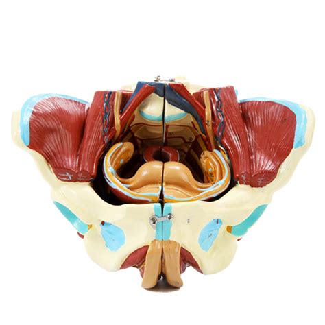 Buy XIEZI Pelvic Model Medicine Female Pelvis Model Medical Anatomical Pelvis Vascular Nerve ...
