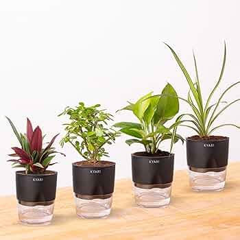 KYARI Jade Plant, Spider Plant, Oyster Plant, Golden Money Combo of 4 ...