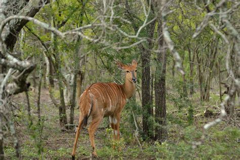 Into the wild in South Africa, South Africa - TimesTravel