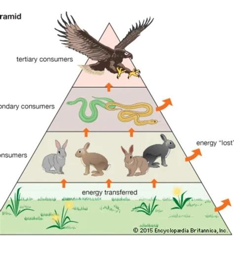 With the help of a suitable example, justify that Food chain helps in ...