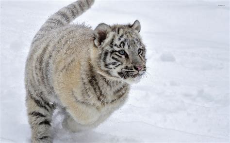 White tiger cub in the snow wallpaper - Animal wallpapers - #26137