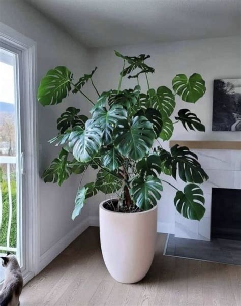 Monstera Deliciosa: Big Indoor Plant for Stylish Home Decor