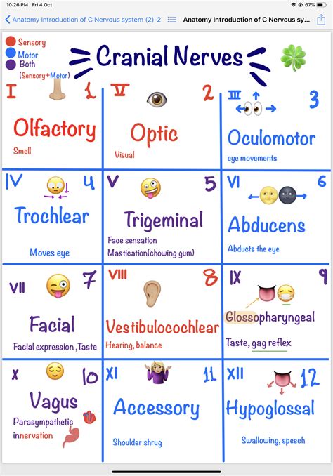 Nursing Assessment Tool for Cranial Nerves with type, mnemonic devices ...