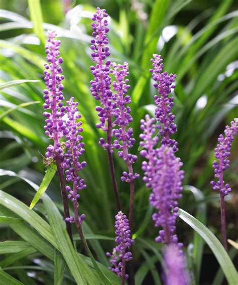Part-shade perennials: 11 picks for your backyard | Homes and Gardens