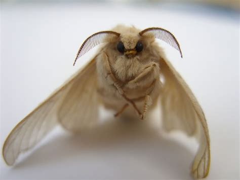 Image result for Moth Corpse Bride Stencil
