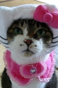 Poster | Cute Pet | Animal Lover | Poster for Room, Cats, Dogs, Cute ...