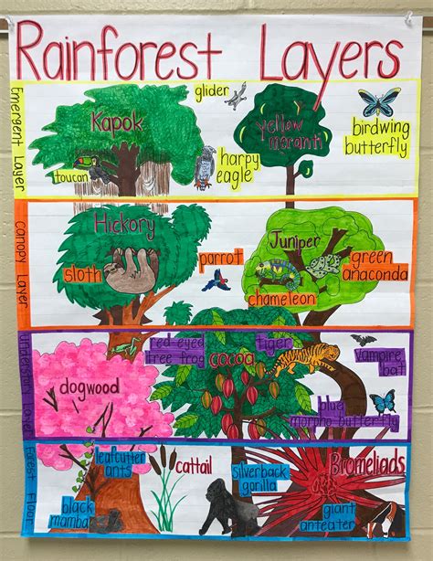 Of The Rainforest Layers Printable