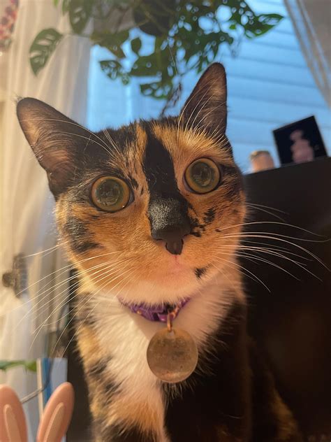 Not a single thought behind her eyes : r/watercolorcats