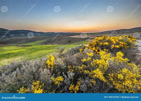 View Over Hills with Blooming Bush Stock Image - Image of park, gorse ...