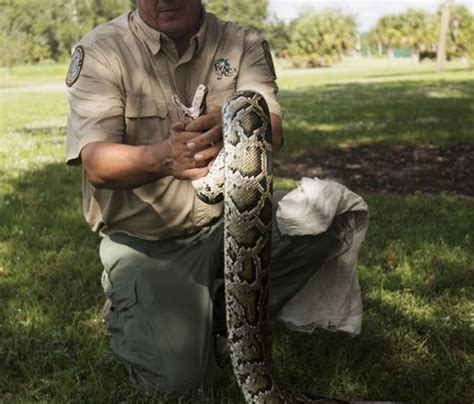 Image result for Florida Burmese Python Hunters